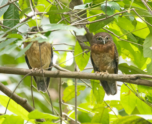 Ochre-bellied Boobook (Ninox ochracea), photo 1