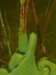 Spongilla lacustris