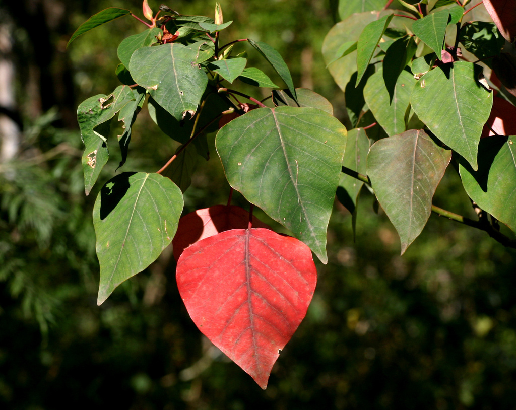 Bleeding Heart from Mt Mathieson, Tarome QLD 4309, Australia on ...