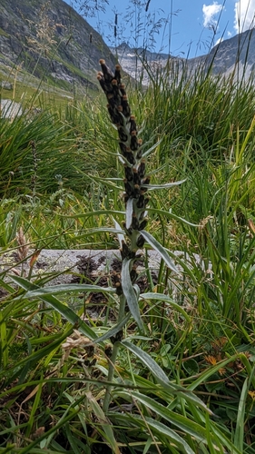 Image of Omalotheca norvegica by (c) Christoph Kramer, some rights reserved (CC BY)