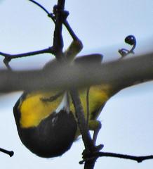 Ploceus bicolor bicolor