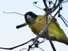 Ploceus bicolor bicolor