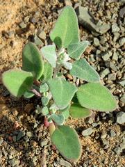 Chenopodium phillipsianum