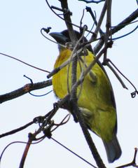 Ploceus bicolor bicolor