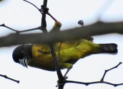 Ploceus bicolor bicolor