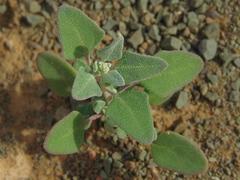 Chenopodium phillipsianum