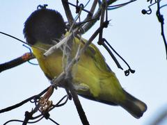 Ploceus bicolor bicolor