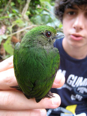 Lepidothrix velutina