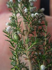 Erica inconstans