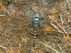 Anax immaculifrons