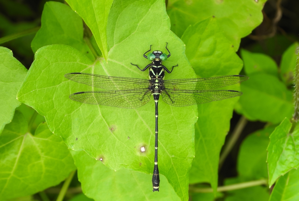 Dog-legged Clubtail
