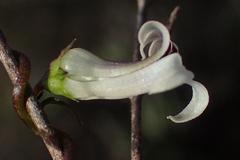 Cyphia digitata digitata