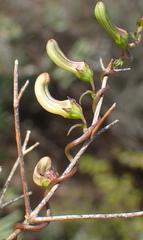 Cyphia digitata digitata