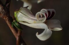 Cyphia digitata digitata