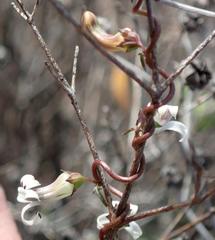 Cyphia digitata digitata