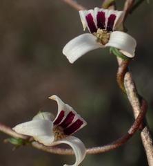 Cyphia digitata digitata