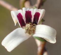 Cyphia digitata digitata