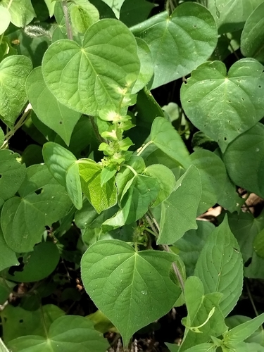 Image of Acalypha aliena by no rights reserved