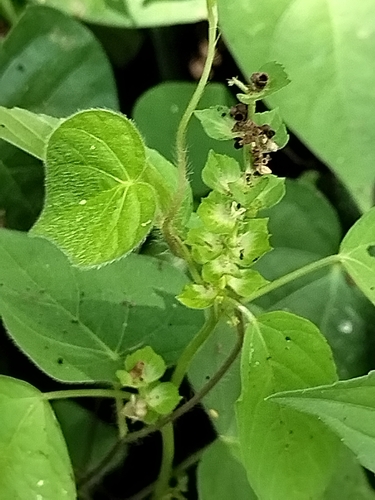 Image of Acalypha aliena by no rights reserved