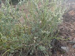 Cissampelos capensis