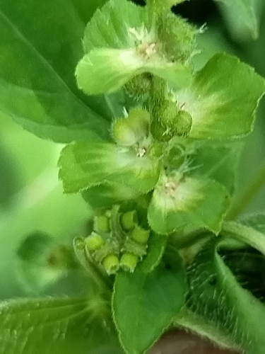 Image of Acalypha aliena by no rights reserved