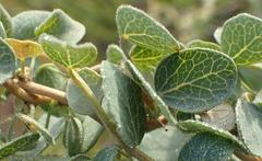 Cissampelos capensis