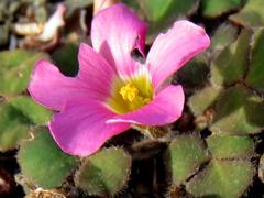 Oxalis algoensis