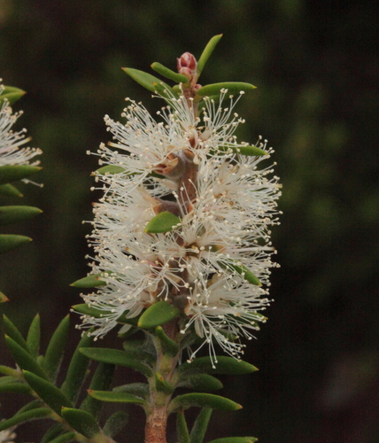 Melaleuca strobophylla thumbnail