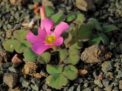 Oxalis algoensis