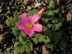 Oxalis algoensis