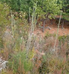 Schistostephium umbellatum