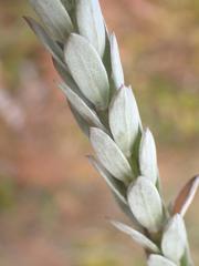 Schistostephium umbellatum