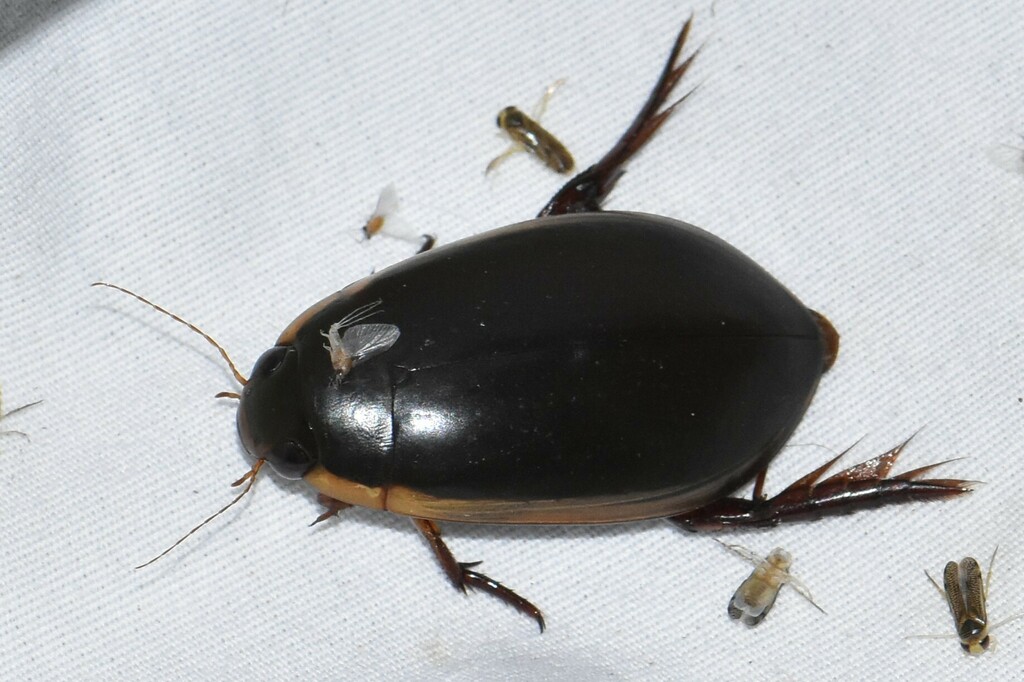 Fringed Diving Beetle from Nash Prairie, Brazoria County, TX, USA on ...