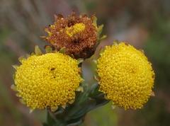 Schistostephium umbellatum