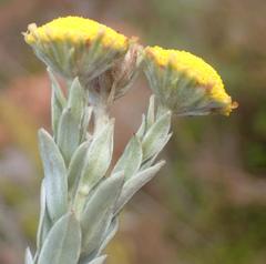 Schistostephium umbellatum