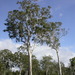 Eucalyptus tereticornis tereticornis - Photo (c) Dean Nicolle, some rights reserved (CC BY-NC), uploaded by Dean Nicolle