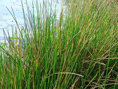 Eleocharis interstincta
