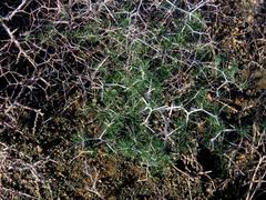 Asparagus retrofractus