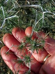 Asparagus retrofractus