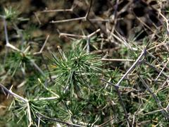 Asparagus retrofractus