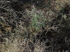 Asparagus retrofractus