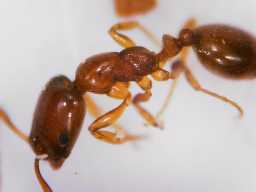 Monomorium andreiMonomorium andrei