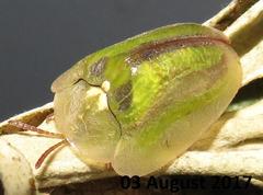 Basipta stolida