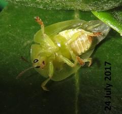 Basipta stolida