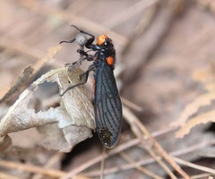 Huechys fusca