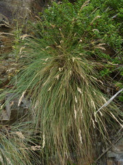 Poa astonii