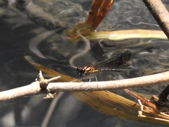 Heliocypha bisignata