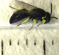 Hylaeus euxanthus