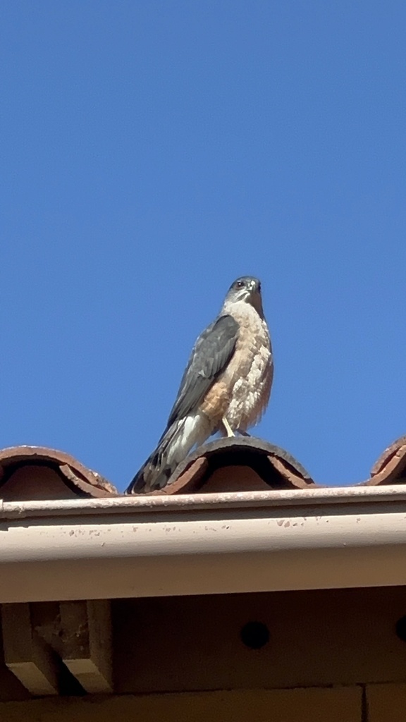 Cooper's Hawk from San Francisco Bay, Albany, CA, US on October 15