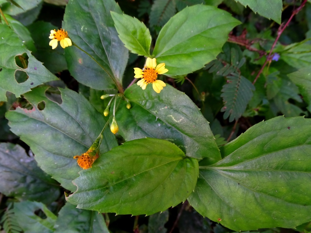 Goldmanella